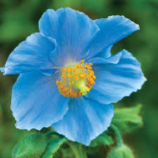Himalayan blue poppy meconopsis betonicifolia known as the asiatic poppy has stunningly blue flowers measuring four to five inches across. Perennial Flower Himalayan Blue Poppy 50 Seeds Meconopsis Etsy Poppy Flower Seeds Flower Seeds Poppy Flower