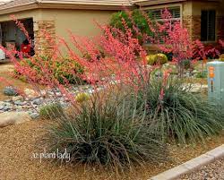 We did not find results for: Red Yucca Archives Desert Gardening 101