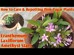 Image result for Eranthemum laxiflorum