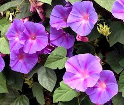 Image result for Ipomoea simonsiana