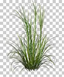 Grasses Grass Green Grass Illustration Png Clipart Free Cliparts Uihere Tropical Illustration Photoshop Illustration Background Images Wallpapers