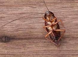 We provide prompt, affordable and efficient pest control solutions to our clients so as to eliminate pest kolhapur: 100 Best Pest Control Services For Lizard In Dehradun Uttarakhand Nearmetrade