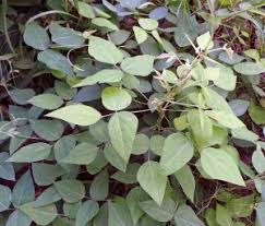 Image result for Amphicarpaea