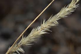 Image result for Enneapogon desvauxii