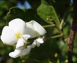 Image result for Baphia massaiensis