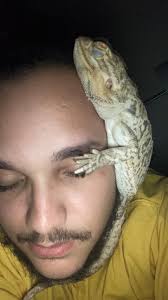 Read fully: View all pictures for a reference of his pattern. Looking for  this little guy, he has a very smooth back not rough and spiky his is about  22 inches long