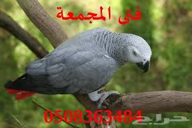 Maybe you would like to learn more about one of these? Ø§ÙØ¶Ù„ Ø§Ù†ÙˆØ§Ø¹ Ø§Ù„Ø¨Ø¨ØºØ§Ø¡ Ø§Ù„Ù…ØªÙƒÙ„Ù…Ø© ÙÙŠ Ø§Ù„Ø¹Ø§Ù„Ù… Ø¨Ø§Ù„ØµÙˆØ±