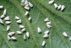 Are you finding tiny white bugs on plant leaves? Know Your Enemy 6 Common Bonsai Tree Insects Bonsai Outlet