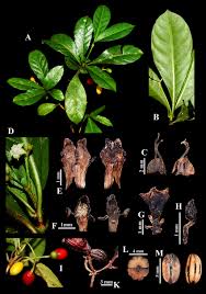 Image result for Psychotria articulata