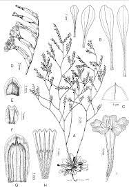 PDF] Limonium silvestrei (Plumbaginaceae), a new agamospecies from southern  Spain | Semantic Scholar
