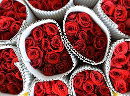 We did not find results for: Valentine S Day Roses Why It S Time To Skip The Lazy Man S Flower The Independent The Independent