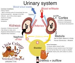 Feline Kidney Anatomy Dog Anatomy Animal Infographic Remove Toxins