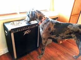 Great Danes Diet And Food Great Dane