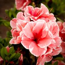 Just peachy flowering trees peach colors love flowers beautiful roses my favorite color bloom floral pink. Autumn Sunburst Encore Azaleas For Sale The Tree Center