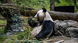 Image result for pandas
