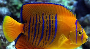 Clarion Angelfish Angelfish Clarion Akvaryum Baligi Balik Akvaryum