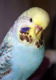 Our Flock Of Budgie Parakeets - Puppies Are Prozac Budgie Parakeet Budgies Parakeet