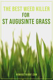The Best Weed Killer For St Augustine Grass How I Get Rid Of