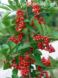 Image result for Triraphis schinzii