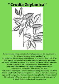 Image result for Crudia