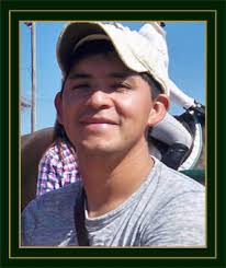 Warmblood Horses for Sale