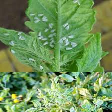 Image result for whitefly in cucumber
