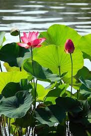 Stunning Colors To Explore Beautiful Flowers Plants Aquatic Plants