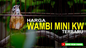 Perbedaan sikatan londo dan flamboyan yang perlu anda ketahui. Harga Burung Wambi Mini Kw Terbaru Youtube