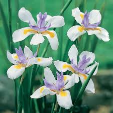 It takes its name from the greek word for a rainbow, which is also the name for the greek goddess of the rainbow, iris. Dietes Grandiflora
