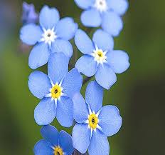 Maybe you would like to learn more about one of these? Big Pack 50 000 French Forget Me Not Myosotis Sylvatica Flower Seeds Perennial Zone 3 9 Flower Seeds By Myseeds Co Big Pack Forget Me Not Buy Online In Sweden At Desertcart 64359159