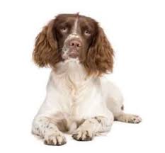 Vip puppies works with responsible breeders across the usa. English Springer Spaniel Puppies For Sale Pets4you Com