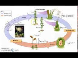 We did not find results for: Bryophyte Lifecycle Youtube