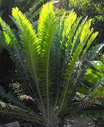 Image result for Encephalartos