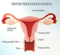 Maybe you would like to learn more about one of these? Sweet Moms Vitamin Cantik Dan Sihat Dengan Vitamin Semulajadi Shaklee Tanda Tanda Kanser Rahim Kenali Dan Rawat Sebelum Terlambat