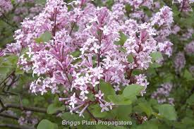 Image result for Syringa meyeri ´Palibin