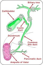 We did not find results for: Gallstones Bile Duct Stones Musc Health Charleston Sc