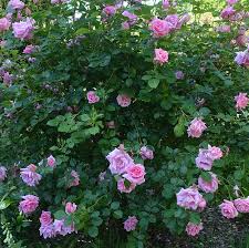 Griffith buck developed many varieties of hardy, fragrant, and beautiful roses during his time at iowa state university. Carefree Beauty Rose The Landscape Of Us