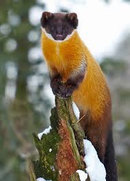 Cute Yellow Throated Marten By Markus Sohlmann Photography Animals Nature Animals Interesting Animals