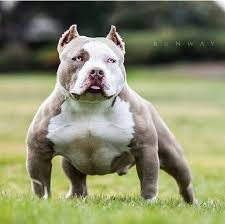 Pinterest Lovelyladyluee Bully Breeds Dogs Bully Dog Dog Breeds