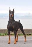 Are Doberman dogs as aggressive as they are described? - Quora