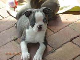 Pet service in lincoln, missouri. 63 Boston Terrier Blue Puppies L2sanpiero