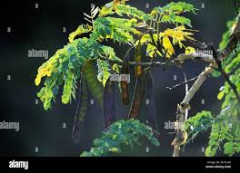 Image result for Albizia tanganyicensis