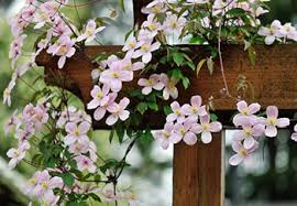 Once it is established, it is absolutely covered with white (or pink), star shaped flowers have also earned it the name star jasmine. The Best Shade Loving Climbing Plants For Your Garden Squire S Garden Centres