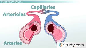 The body's tissues need to have oxygen every minute to survive. Blood Vessels Arteries Capillaries More Video Lesson Transcript Study Com