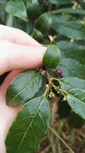 Image result for Rhamnus prinoides