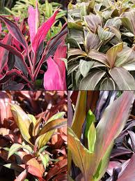 Maybe you would like to learn more about one of these? 4 Plant Hawaiian Ti Plant Mix Cordyline Urban Tropicals