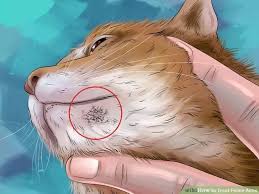 Cat acne may be difficult to identify at first, but if you notice scabs or black marks on your cat's skin (particularly on its chin), chances are your. How To Treat Feline Acne Feline Acne Diy Acne Treatment Feline