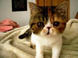 We strive to raise healthy, loving kittens that uphold the breed's standards. Exotic Shorthair Cat Breed Hypoallergenic Health And Life Span Petmd