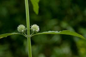 Image result for Hyptis lanceolata