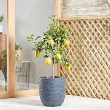 Citrus Tree Lemon Eureka Dobies